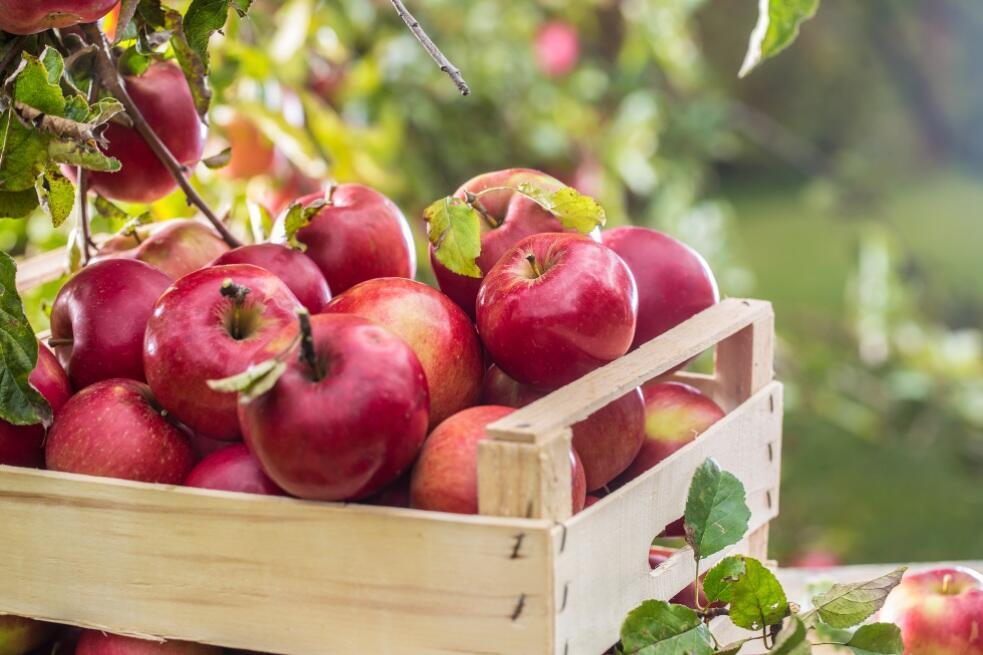 「花粉食物アレルギー症候群」17歳の1割以上に発症を確認特にりんご、キウイ、パイナップルに注意