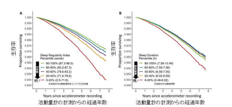 図１　睡眠の規則性（A）と睡眠時間（B）における累積生存率